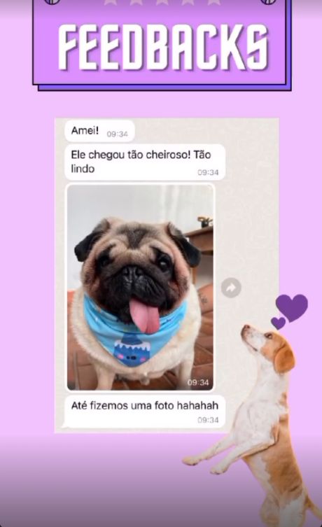 Print de WhatsApp: tutora diz que o pug chegou cheiroso e manda foto