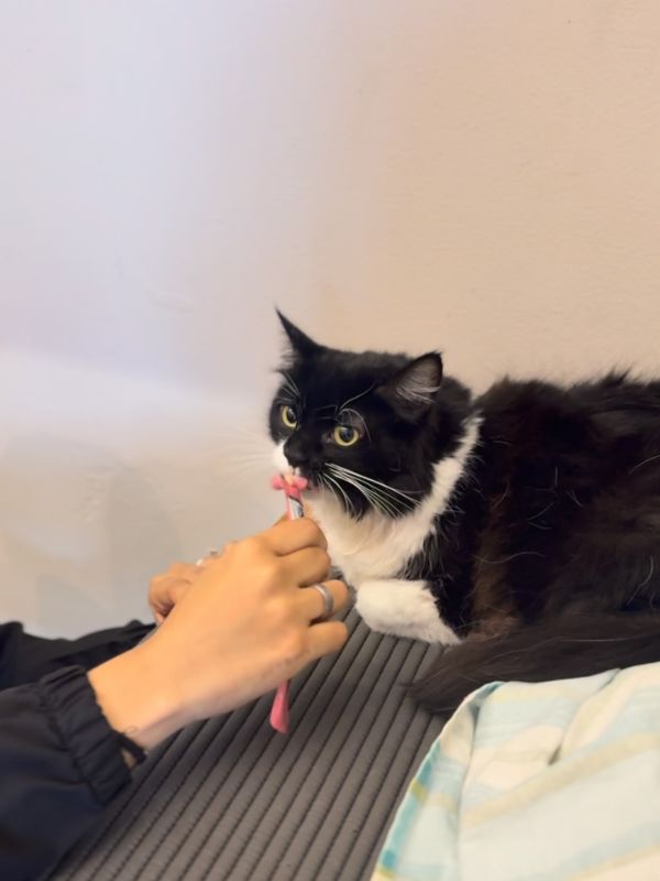 Gato ganhando petisco depois da consulta