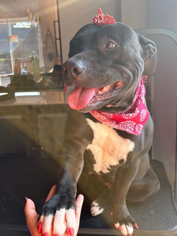 Pit bull com bandana e unhas pintadas