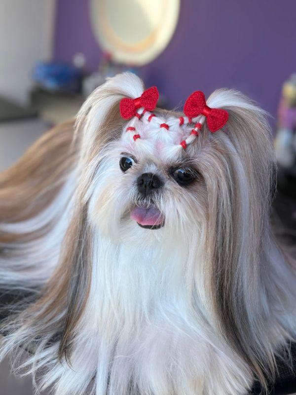 Shih-tzu de pelagem longa com lacinhos vermelhos