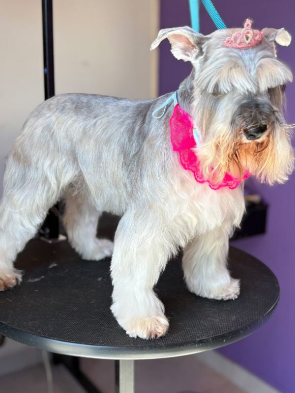Schnauzer com trimming no padrão da raça