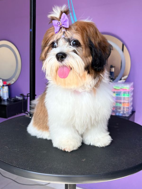 Shih-tzu marrom e branco com topete