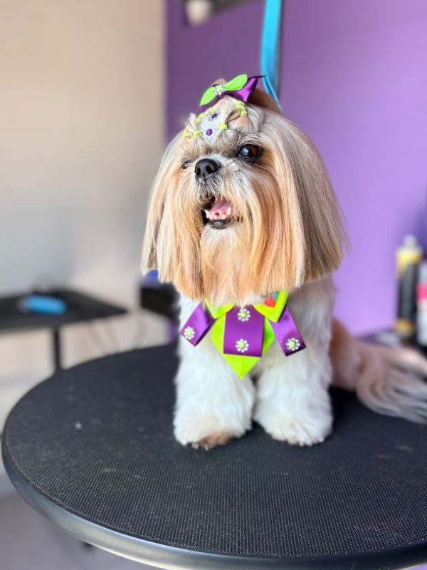 Shih-tzu com topete e bandana depois da tosa