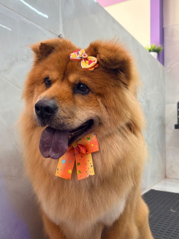 Chow Chow com laço laranja