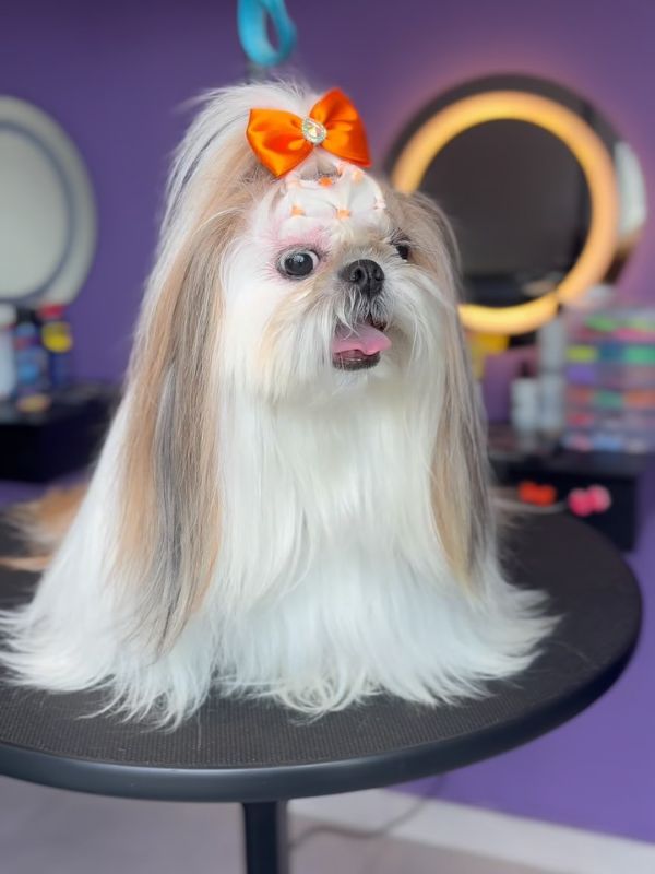 Shih-tzu de pelo longo e liso com laço