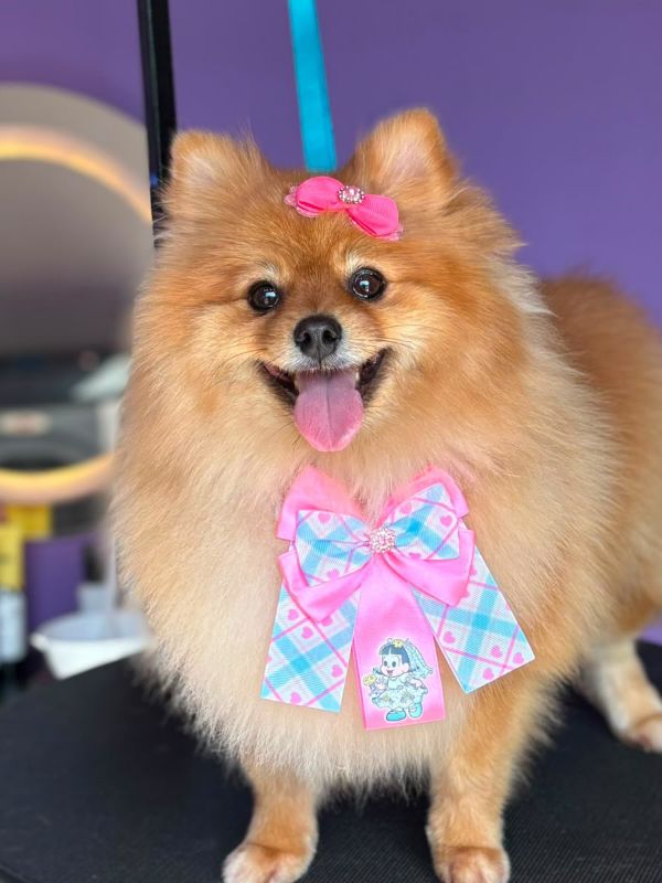 Spitz laranja sorrindo com lacinho rosa