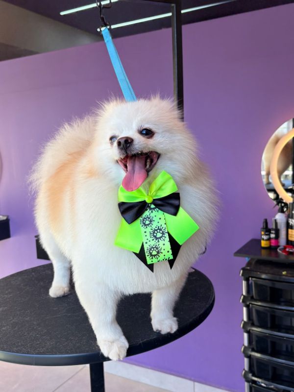 Spitz branco com laço verde