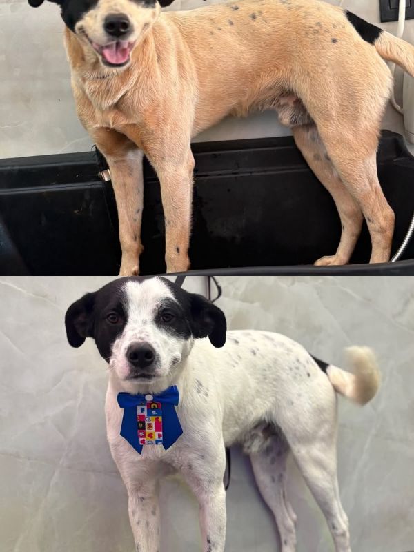 Antes e depois da tosa de um cão