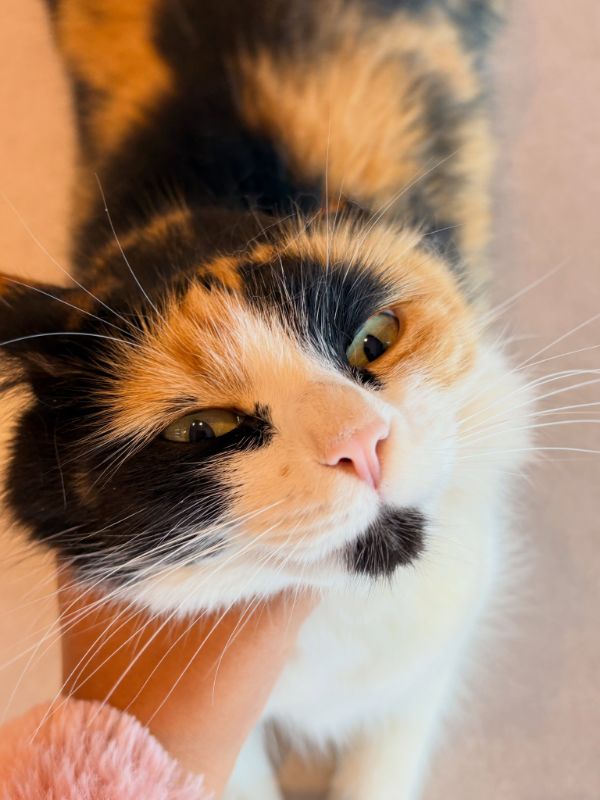 Chloe, a gata tricolor gerente da Salva Patas