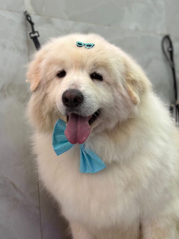 Cão branco peludo sorrindo com gravata